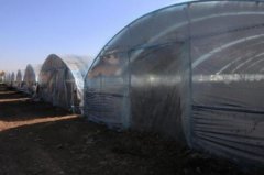 杞县深化实施“一村一品”科学种植模式